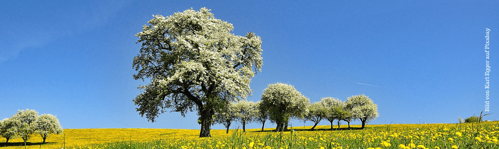 Frühling - blühende Bäume auf einer Butterblumenwiese